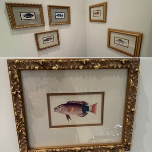 6 Framed Fish Prints
