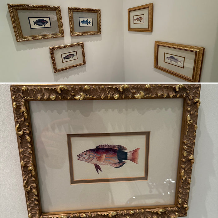6 Framed Fish Prints