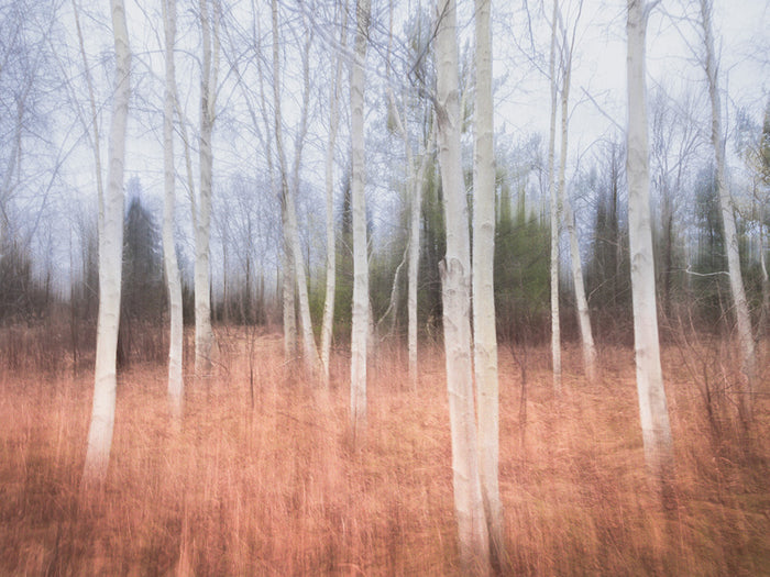 Lori Ryerson Fine Art Photography 'Aspen Reverie', Guelph (unframed) 24" x 36"
