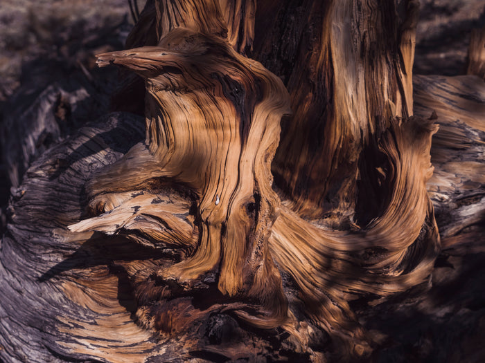 Lori Ryerson Fine Art Photography 'Convoluted', Ancient Bristlecone Pine Forest (unframed) 30" x 40"