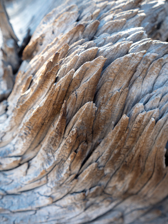 Lori Ryerson Fine Art Photography 'Coxcomb', Ancient Bristlecone Pine Forest (unframed) 30" x 40"