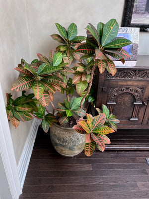 Ceramic Planter w/Real Tree