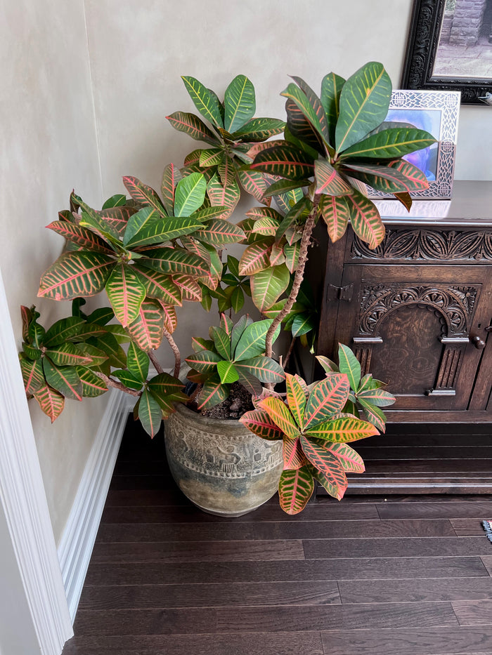 Ceramic Planter w/Real Tree