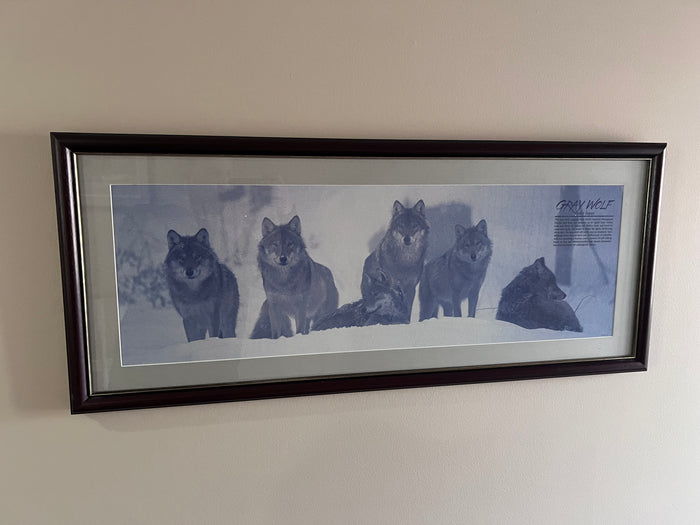 Gray Wolf Canis Lupus Framed Print