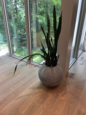 Snake Plant from Toronto Paradise Plants, with planter from ELTE MKT