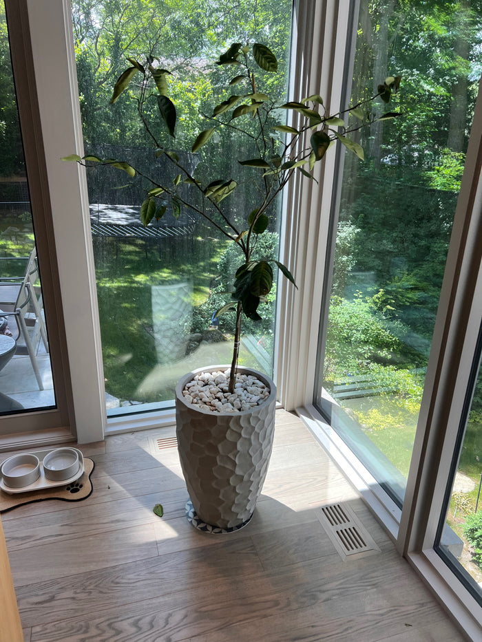 Orange Tree with Planter from Sheridan Nurseries