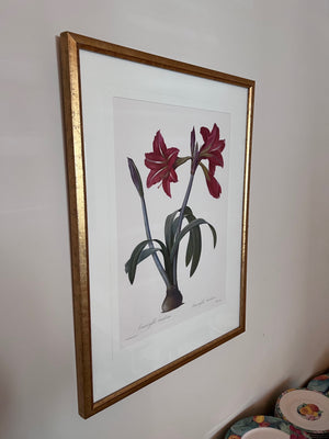 Botanical Framed Print