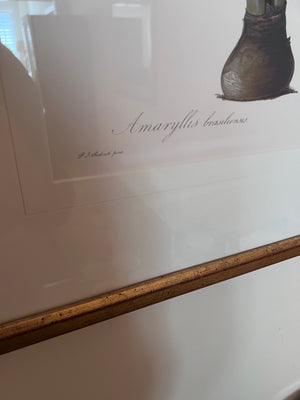 Botanical Framed Print