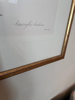 Botanical Framed Print