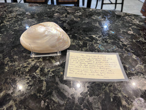 Pearl Shell- "The Pearl Shell Club"