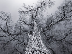 Lori Ryerson Fine Art Photography 'Opera Gloves, Toronto (unframed) 18" x 24"