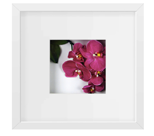 Orchids, Fuchsia Print
