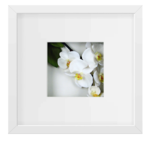 Orchids, White Print