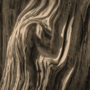 Lori Ryerson Fine Art Photography 'Sinuous', Ancient Bristlecone Pine Forest (unframed)