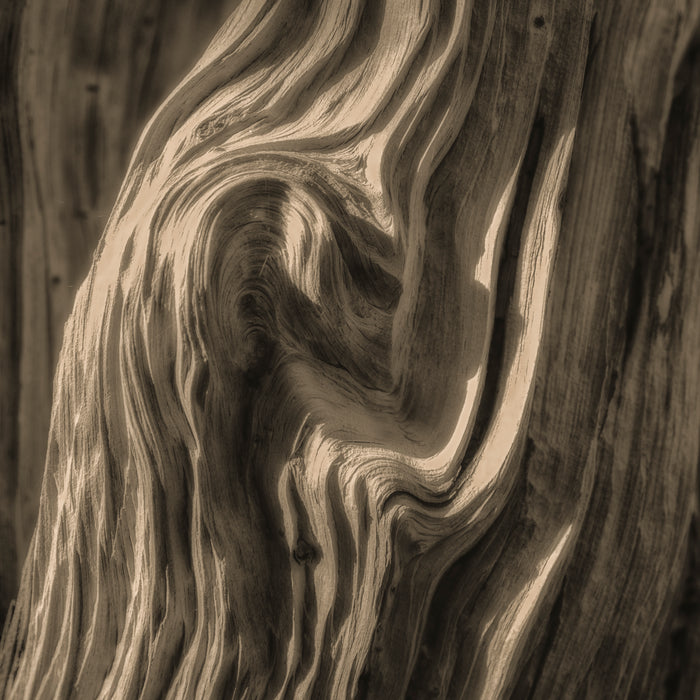 Lori Ryerson Fine Art Photography 'Sinuous', Ancient Bristlecone Pine Forest (unframed)