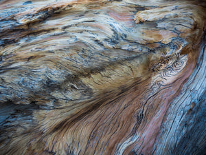 Lori Ryerson Fine Art Photography 'Wings of Wood', Ancient Bristlecone Pine Forst (unframed) 24" x 36"