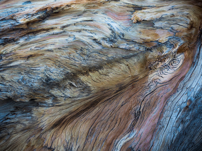 Lori Ryerson Fine Art Photography 'Wings of Wood', Ancient Bristlecone Pine Forst (unframed) 24" x 36"