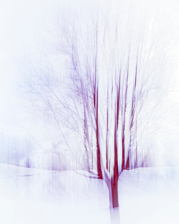 Lori Ryerson Fine Art Photography 'Zoetic', Toronto (unframed) 24" x 32"