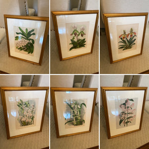 Set of 6 Vintage Botanical Prints