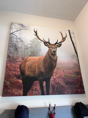 Large Deer Photograph/Print