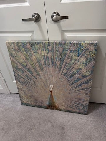 Linda Omelianchuk - Peacock Framed Wall Art