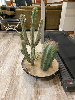 Artificial Cactus Plant Lot