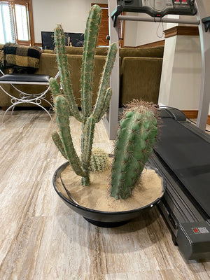 Artificial Cactus Plant Lot