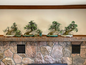 Artificial Bonsai Tree Lot