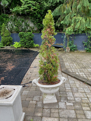 Outdoor Faux Cement Planter + Tree