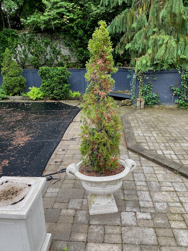 Outdoor Faux Cement Planter + Tree