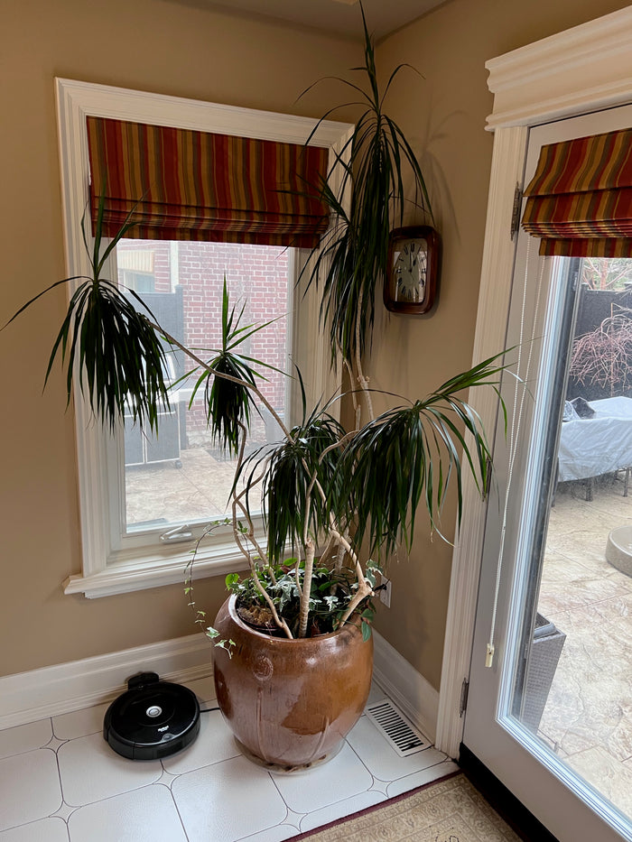 Faux Tree in Ceramic Planter