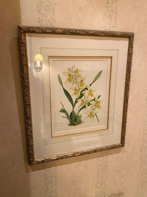 J. Nugent Fitch Botanical Print- 'Odontoglossum Alexandrae Flaveolum'