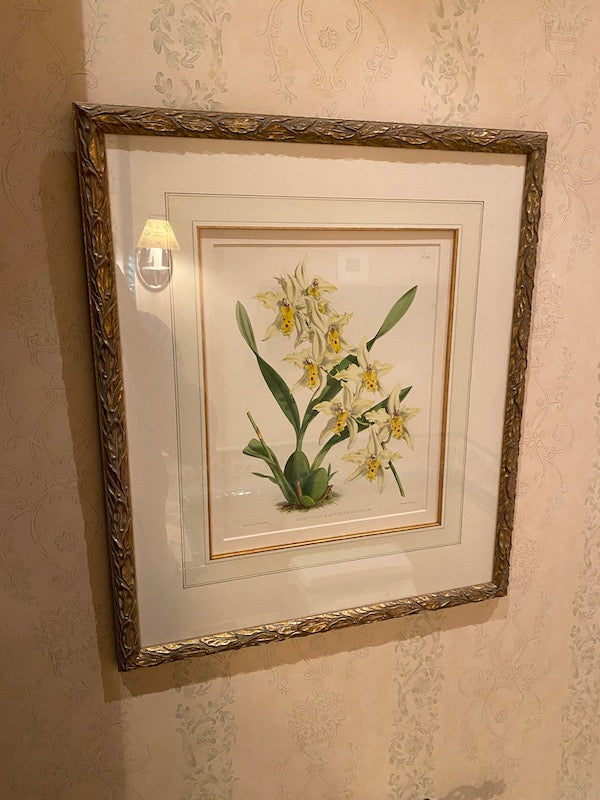 J. Nugent Fitch Botanical Print- 'Odontoglossum Alexandrae Flaveolum'