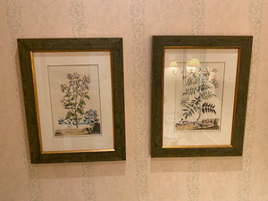 Pair of Botanical Prints