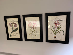 Set of 3 Framed Botanical Prints