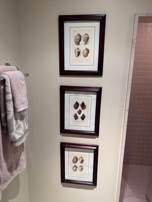Set of 3 Seashell Wall Art