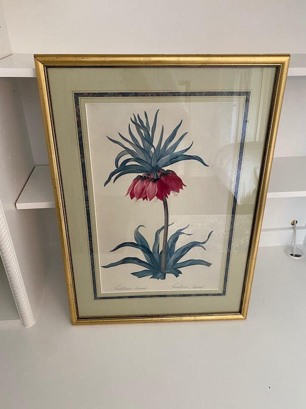 Botanical Print- Fritillaria Imperialis