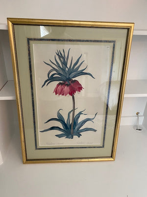 Botanical Print- Fritillaria Imperialis
