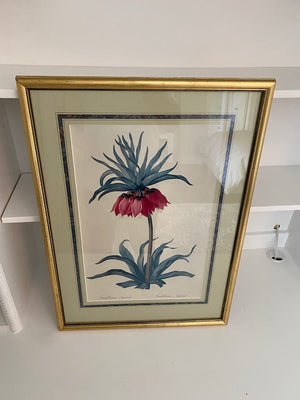 Botanical Print- Fritillaria Imperialis