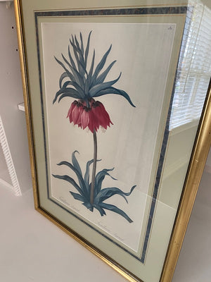 Botanical Print- Fritillaria Imperialis