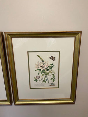 2 Botanical Prints