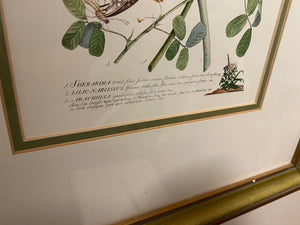 2 Botanical Prints