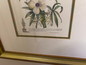 2 Botanical Prints