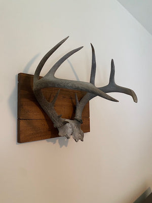 Antlers Wall Decor