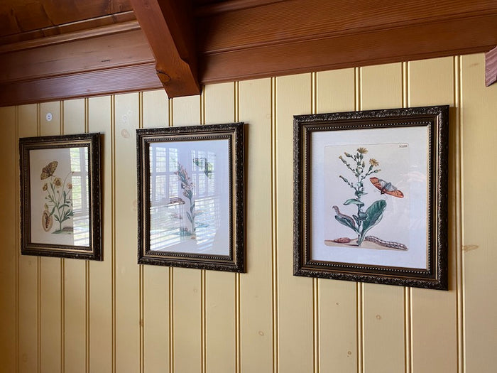 Set of 3 Butterfly Prints from The Uttermost Company