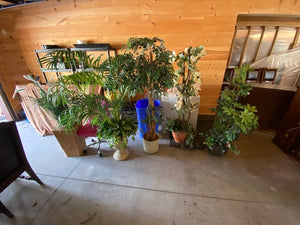 Artificial Tree Lot