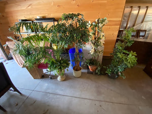 Artificial Tree Lot